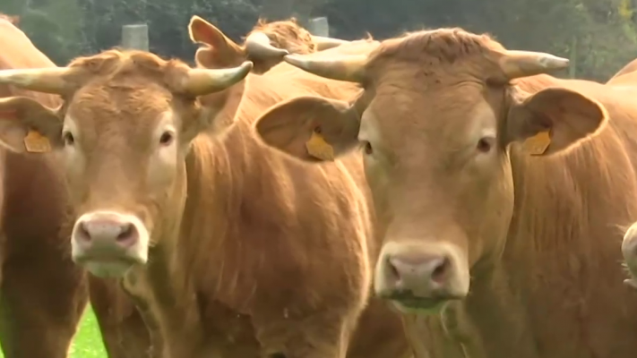 O Partido Popular de Galicia fai caso omiso ao cambio climático e pon en risco o sector agrodandeiro galego